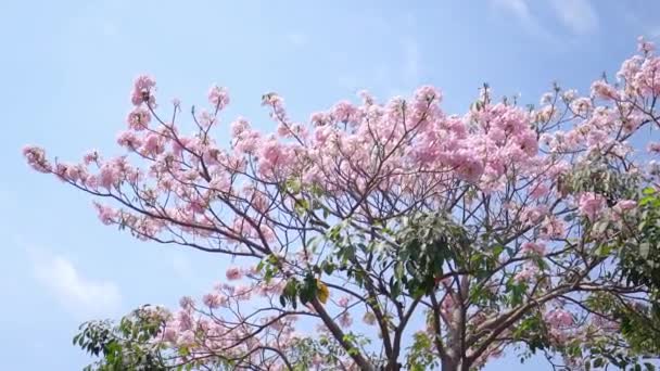 Chi Minh Stadt Vietnam Februar 2019 Pinkfarbene Trompetenblüte Mit Verkehrshintergrund — Stockvideo