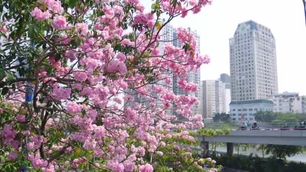 2019年2月8日ベトナム ホーチミン市 キャシャフィストラの花の前景と大通りで忙しい交通は 都市の風景を成長させている都市を飾るベトナムのホーチミン市 — ストック動画