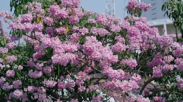 Розовые Лилии Ярко Цветут Раннем Солнечном Свете Небольшой Колокольчатый Цветок — стоковое видео