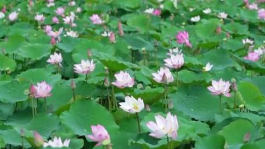 Lotus tarlaları bahar sabahı çiçek açar. Budist çiçekleri, parlak ve saf