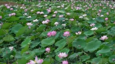 Lotus tarlaları bahar sabahı çiçek açar. Budist çiçekleri, parlak ve saf