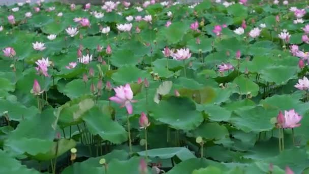 Lotus Bidang Mekar Pagi Musim Semi Buddha Bunga Cerah Dan — Stok Video