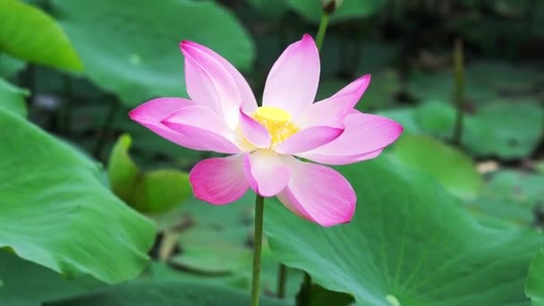 Lkbahar Rüzgârında Açan Nilüfer Çiçeğine Yakın Budist Çiçekleri Parlak Saf — Stok video