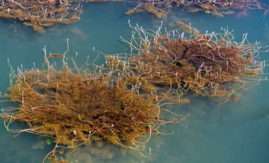 Sonbahar göl manzarası algler ve düz, mavi su yüzeyi Vietnam 'ın kırsalındaki barışı temsil ediyor.