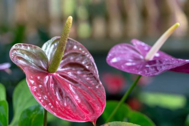 Andoryumlar küçük bir bahçede çiçek açarlar. Uzun ömürlü ağaç, kısa saplı, sık sık çalılıklarda yetişir..