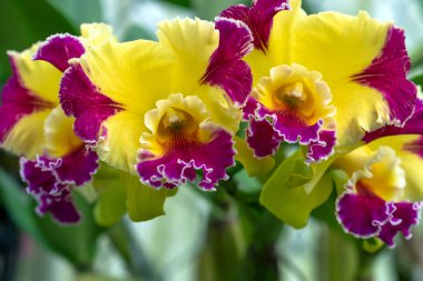 Cattleya Labiata çiçekleri bahar bahçesinde açar doğanın güzelliğini süsler