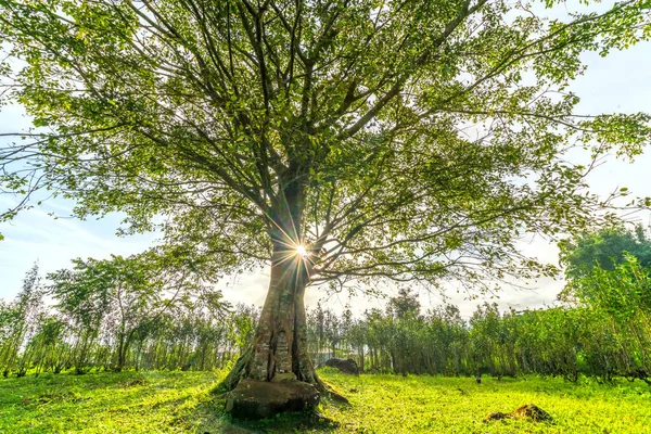 Eski Bodhi Ağacı Kışın Yapraklarını Değiştirirken Güneş Ağaçtan Süzülüp Vietnam — Stok fotoğraf