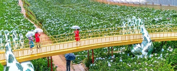 Lat Vietnam November 2020 Golden Bridge Hydrangea Flower Garden Som — Stockfoto