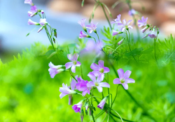 Geranios Silvestres Florecen Pequeños Pétalos Púrpura Que Pueden Encontrar Largo —  Fotos de Stock