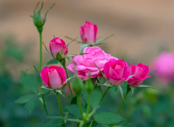 Roses Blooming Love Garden Flower Symbolizing Love Couples Give Each — Stock fotografie