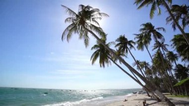 Inclined coconut trees leaning toward the tropical sea on summer afternoon. Beautiful sandy beach for rest and relaxation in Mui Ne, Vietnam