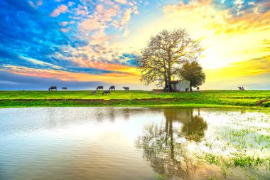 Sunset Bombax ceiba ağaç antik ve otlayan bufalo silueti setin üzerindeki suya yansıyor Vietnam kırsalının güzel hayali manzarası