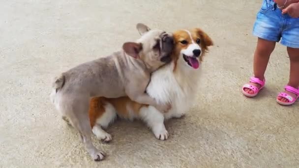Evcil Evcil Hayvanlarda Bulldog Oyunu Sarkık Bir Yüzleri Buruşuk Derileri — Stok video
