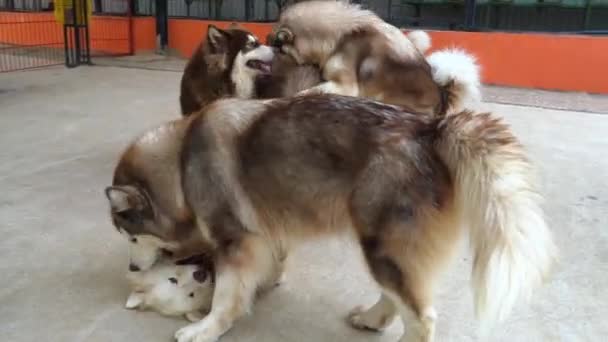 Alaska Malamute Cães Gambol Animal Estimação Domesticado Eles São Muito — Vídeo de Stock