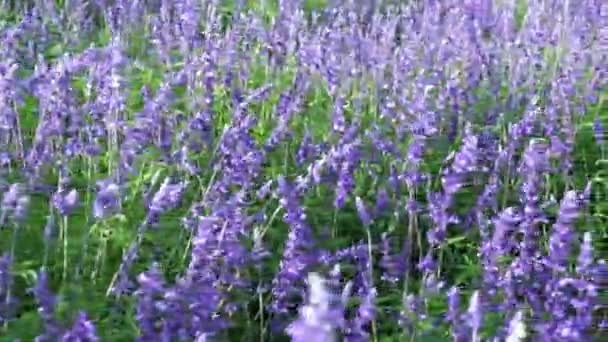Lapangan Penuh Bunga Ungu Lavender Taman Kecil Bunga Melambangkan Kesetiaan — Stok Video
