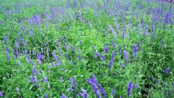 小さな庭に紫色のラベンダーの花でいっぱいのフィールド 花は忠実 ロマンス 優しい香りを象徴しています — ストック動画