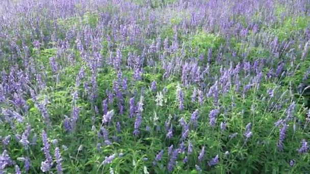 정원에는 보라색 라벤더 들판이 부드러운 향기를 — 비디오