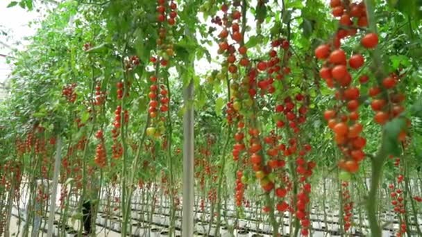 Tomates Cereja Amadurecem Jardim Estufa Este Alimento Nutritivo Vitaminas São — Vídeo de Stock