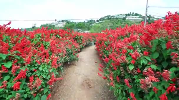 Scarlet Φασκόμηλο Τομέα Των Λουλουδιών Μικρό Κήπο Αυτό Είναι Ένα — Αρχείο Βίντεο