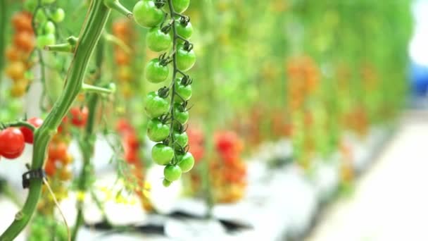 Los Tomates Cereza Maduran Jardín Invernadero Este Alimento Nutritivo Las — Vídeo de stock