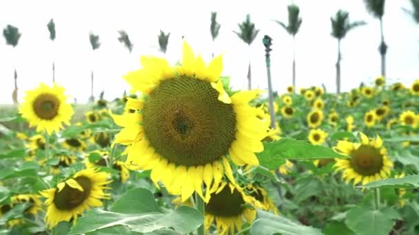 Napraforgómezők Virágzó Virágokkal Mint Nap Biogazdaságokban — Stock videók