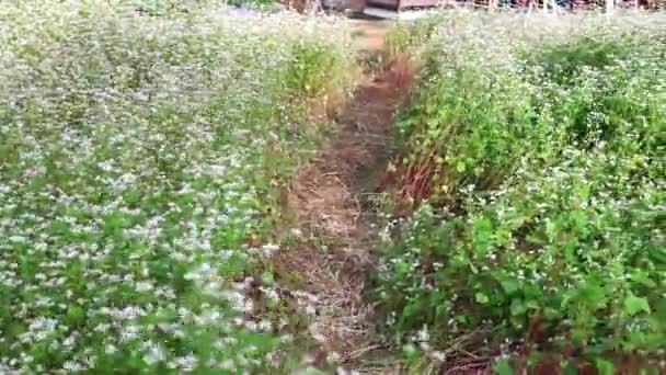 Цветочное Поле Гречихи Небольшом Саду Цветок Белый Солнце Светит Становятся — стоковое видео