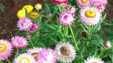 Helichrysum braketatum küçük bir bahçede çiçek açar. Bu çiçek ölümsüz aşkı simgeler. Aşkta hediye olarak kullanılır. Çiçek ölmüş olsa da orijinal rengini korur..