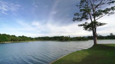 Güneşin altında yeşil çimenler ve yalnız yaşlı çam ağaçları ile gölün manzarası dinlenmek ve yürümek için huzurludur.