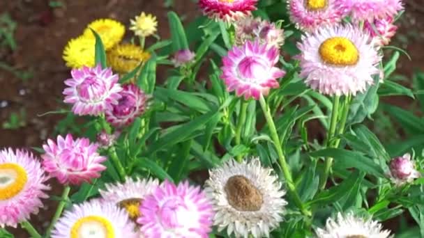 Helichrysum Bracteatum Florecen Pequeño Jardín Esta Flor Simboliza Amor Eterno — Vídeos de Stock