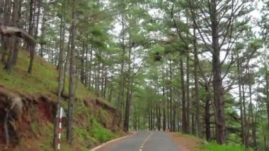 Virajlı çam ormanlarındaki yol Da Lat, Vietnam yakınlarındaki bir dağın tepesine çıkar.