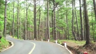Virajlı çam ormanlarındaki yol Da Lat, Vietnam yakınlarındaki bir dağın tepesine çıkar.