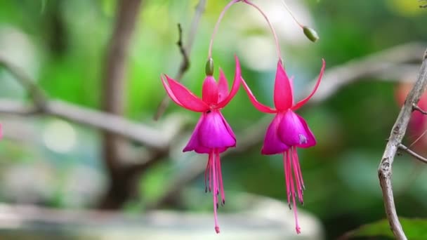 Flores Fúcsia Florescer Sol Como Belas Lanternas Pequenas Iluminando Jardim — Vídeo de Stock