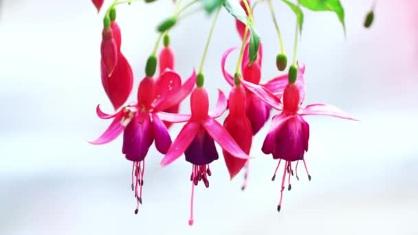 Fuchsia Çiçekleri Bahçeyi Aydınlatan Küçük Güzel Fenerler Gibi Gün Işığında — Stok video