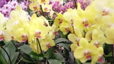 Phalaenopsis orkideleri bahçede çeşitli renklerde çiçek açarak evlerini dekore eden, hediyeler veren veya açan müşterilere satılmak üzere çiçek pazarına getirilmeyi bekliyorlar.