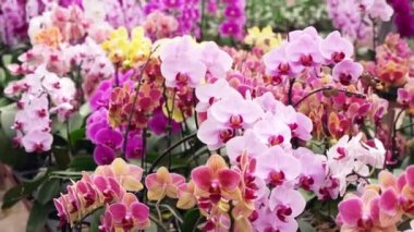 Phalaenopsis orkideleri bahçede çeşitli renklerde çiçek açarak evlerini dekore eden, hediyeler veren veya açan müşterilere satılmak üzere çiçek pazarına getirilmeyi bekliyorlar.