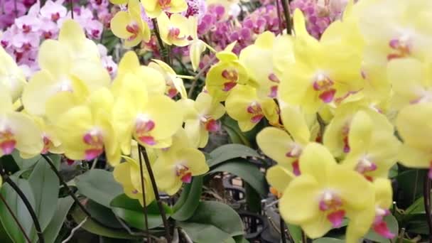 Storczyki Phalaenopsis Kwitną Różnych Kolorach Ogrodzie Oczekując Sprzedaż Rynku Kwiatów — Wideo stockowe