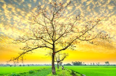 Beautiful Bombax Ceiba tree blooms in spring sunset sky. This flower works as a medicine to treat inflammation, detoxification, antiseptic, blood circulation is very useful for human health clipart