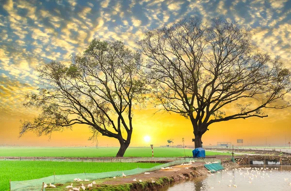 Silueta Bombax Ceiba Árbol Cielo Del Atardecer Rural Vietnam Tan — Foto de Stock