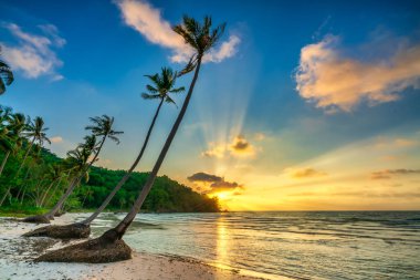 Terkedilmiş bir sahilde şafak vakti denize bakan güzel hindistan cevizi ağaçları ve güzel dramatik bir gökyüzü zümrüt Phu Quoc adası, Vietnam