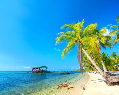 Vietnam 'ın Phu Quoc adasındaki güzel kumlu sahilde tropikal palmiyeleri olan deniz burnu. Burası Vietnam 'ın en iyi plajlarından biri..