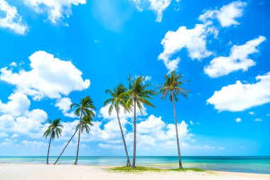 Güneşli bir günde tropik bir sahil. Hindistan cevizi ağaçları denize bakıyor. Phu Quoc Adası, Vietnam.