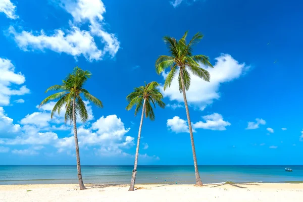 Güneşli bir günde tropik bir sahil. Hindistan cevizi ağaçları denize bakıyor. Phu Quoc Adası, Vietnam.