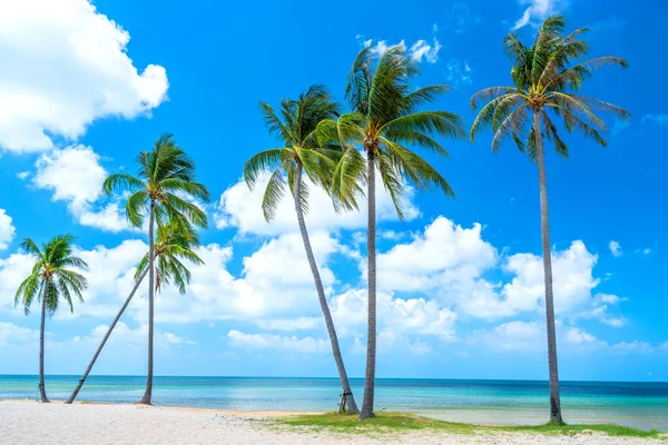 Güneşli bir günde tropik bir sahil. Hindistan cevizi ağaçları denize bakıyor. Phu Quoc Adası, Vietnam.