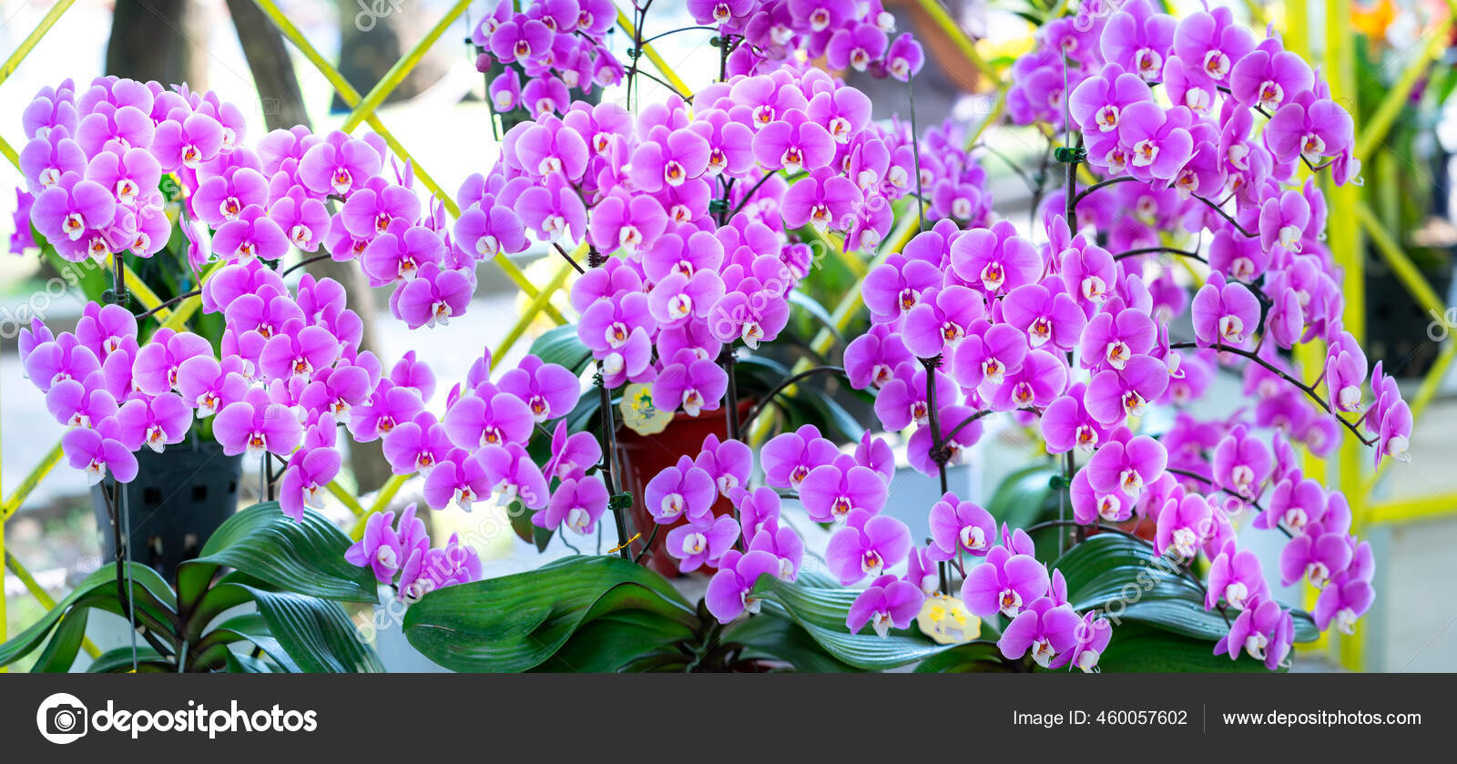 Flores Orquídeas Phalaenopsis Florescem Primavera Ano Novo Lunar 2021  Adornam fotos, imagens de © huythoai1978@gmail.com #460057602
