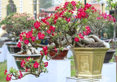 Baharda açan tropikal frangipani bonsai ağacı çiçekleri. Yeni yıl 2021 baharında çiçek açar.