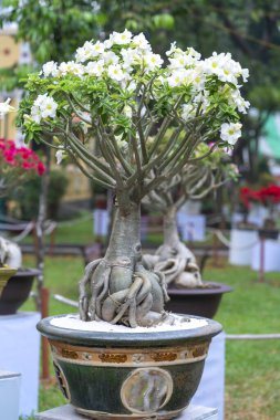 Baharda açan tropikal frangipani bonsai ağacı çiçekleri. Yeni yıl 2021 baharında çiçek açar.