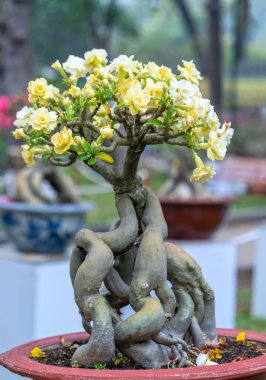 Baharda açan tropikal frangipani bonsai ağacı çiçekleri. Yeni yıl 2021 baharında çiçek açar.