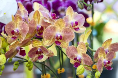 Phalaenopsis orkideleri, 2021 ilkbaharında çiçek açar. Doğanın güzelliğini süsleyen, tropik bahçelerde süslenmiş nadir bir orkide. 