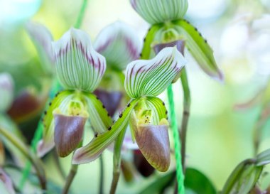 Paphiopedilum orkideleri 2021 ilkbaharında çiçek açar. Doğanın güzelliğini süsler. Tropik bahçelerde süslenmiş nadir bir vahşi orkide.