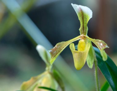 Paphiopedilum orkideleri 2021 ilkbaharında çiçek açar. Doğanın güzelliğini süsler. Tropik bahçelerde süslenmiş nadir bir vahşi orkide.